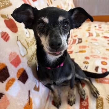 Lacey -  Miniature Pinscher Dog for Adoption in Indianapolis, Indiana - Lacey | PetCurious