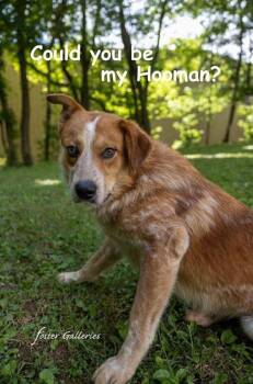 Webster -  Australian Cattle Dog Blue Heeler Dog for Adoption in Middletown, Connecticut - Webster | PetCurious