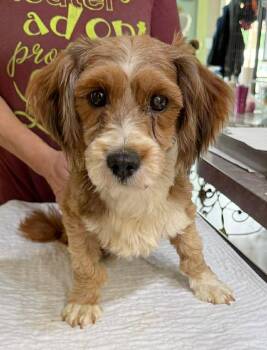 Havanese Dogs Available for Adoption in Benton, Louisiana - Big Horn (NOT YET AVAILABLE) | PetCurious