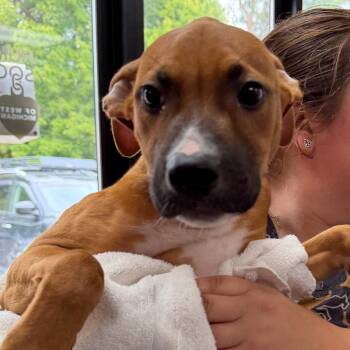 Quiz -  Mixed Breed Dog for Adoption in Walker, Michigan - Quiz | PetCurious