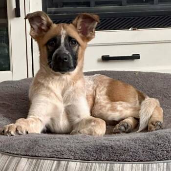 Australian Cattle Dog Blue Heeler Dogs Available for Adoption in Mead, Colorado - Mel | PetCurious