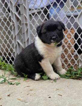 Azriel (Blue) -  Siberian Husky and Pit Bull Terrier Dog for Adoption - Azriel (Blue) | PetCurious