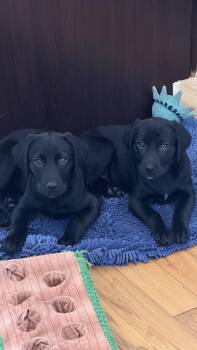 Labrador Retriever Dogs Available for Adoption - Acadia (National Park) | PetCurious