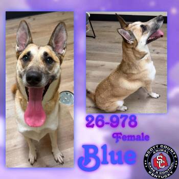 Blue -  German Shepherd Dog Dog for Adoption in Georgetown, Kentucky - Blue | PetCurious