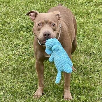 Rescue Mixed Breed Dogs for Adoption in Ithaca, New York - Olive | PetCurious