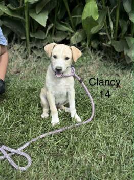 Clancy -  Retriever and Hound Dog for Adoption in Norfolk, Massachusetts - Clancy | PetCurious