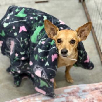 Petra -  Chihuahua Dog for Adoption in Parrish, Alabama - Petra | PetCurious