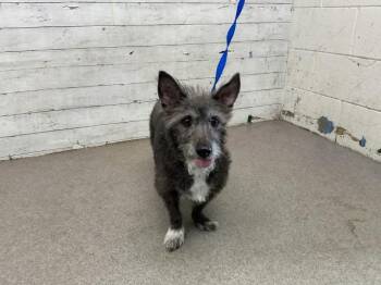Terrier Dogs Available for Adoption - ABIGAIL | PetCurious