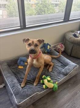 Coco -  Mixed Breed Dog for Adoption in West Chester, Pennsylvania - Coco | PetCurious