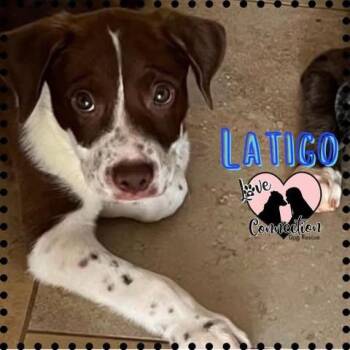 Latico -  Pit Bull Terrier Dog for Adoption in Gilbert, Arizona - Latico | PetCurious
