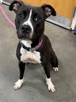 BRIELLE -  Pit Bull Terrier Dog for Adoption - BRIELLE | PetCurious
