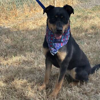 Rescue Rottweiler and Labrador Retriever Dogs for Adoption in Woodland, California - Happy | PetCurious