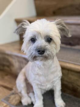 Tootsie -  Shih Tzu and Yorkshire Terrier Dog for Adoption in Mission Viejo, California - Tootsie | PetCurious