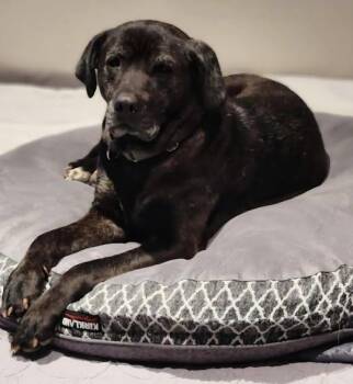 Rescue Labrador Retriever Dogs for Adoption in Rochester, Washington - Brandi | PetCurious