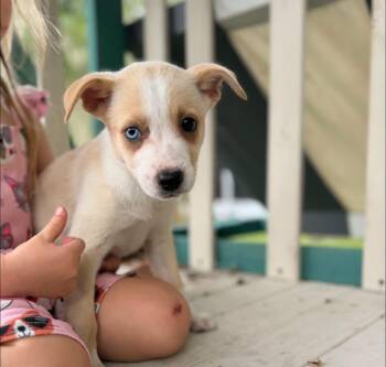 Winnie bear -  Corgi and Shepherd Dog for Adoption in Lutz, Florida - Winnie Bear | PetCurious