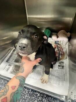 Pit Bull Terrier and Mixed Breed Dogs Available for Adoption in Jackson, Tennessee - Beowoof | PetCurious