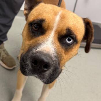 Biggie -  Black Mouth Cur and Husky Dog for Adoption in Abilene, Texas - Biggie | PetCurious