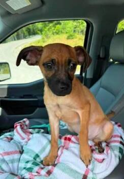 Dexter -  Mixed Breed Dog for Adoption in Woodstock, Ontario - Dexter | PetCurious