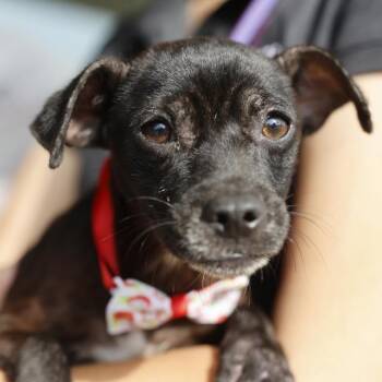 ROSE -  Chihuahua Dog for Adoption in San Antonio, Texas - ROSE | PetCurious