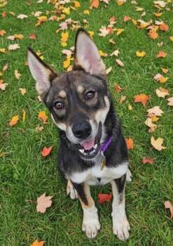 Rescue Cattle Dog Dogs for Adoption in Floresville, Texas - Chocolate | PetCurious