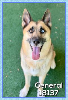 German Shepherd Dog Dogs Available for Adoption in Marietta, Georgia - GENERAL | PetCurious