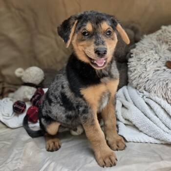 Chase2 -  Australian Shepherd Dog for Adoption in Cleveland, Texas - Chase2 | PetCurious