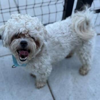 Tater Tot -  Mixed Breed Dog for Adoption in Janesville, Wisconsin - Tater Tot | PetCurious