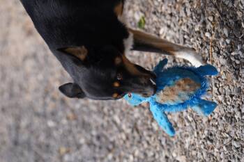 Rescue Shepherd Dogs for Adoption in El Paso, Texas - Jax | PetCurious