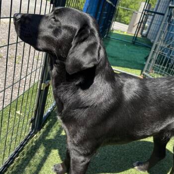 Black Labrador Retriever Dogs Available for Adoption in Gordonsville, Tennessee - Ella | PetCurious