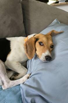 Nellie -  Beagle Dog for Adoption in Elizabeth, Illinois - Nellie | PetCurious