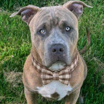 Bowser -  American Bully Dog for Adoption in Crosby, Texas - Bowser | PetCurious