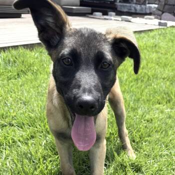 Wendy -  Belgian Shepherd Malinois and Border Collie Dog for Adoption in Rollingwood, Texas - Wendy | PetCurious
