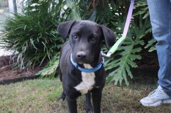 Billy Ray -  American Bulldog and Mixed Breed Dog for Adoption in Brunswick, Georgia - Billy Ray | PetCurious
