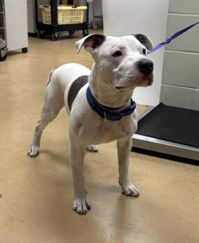 SHANE -  Pit Bull Terrier and Mixed Breed Dog for Adoption in Minneapolis, Minnesota - SHANE | PetCurious
