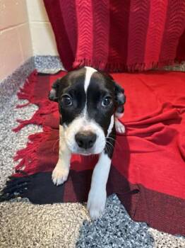 CAPRI -  Labrador Retriever and Mixed Breed Dog for Adoption in Brewster, Massachusetts - CAPRI | PetCurious