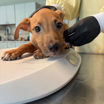 Mixed Breed Dogs Available for Adoption in Huntington, West Virginia - Darling | PetCurious