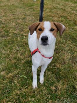 Rescue Hound Dogs for Adoption in Leicester, Massachusetts - Piper | PetCurious