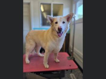 Rescue Husky Dogs for Adoption in Sioux City, Iowa - Polly | PetCurious