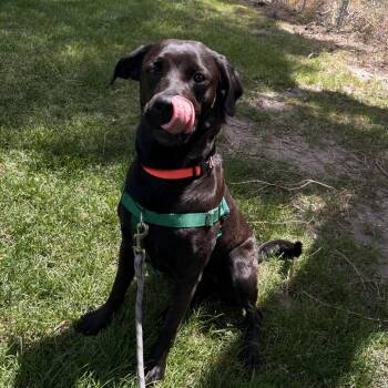 Taha -  Pit Bull Terrier and Mixed Breed Dog Available for Adoption in Murray, Utah - Taha | PetCurious