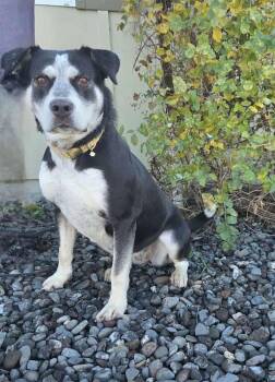Rescue Mixed Breed Dogs for Adoption in Othello, Washington - Ina | PetCurious