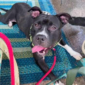 Korrine -  Mixed Breed Dog for Adoption in Pittsburgh, Pennsylvania - Korrine | PetCurious