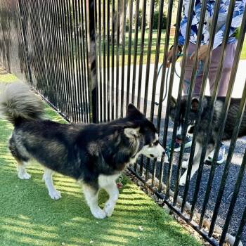 Napoleon - ECAS -  Siberian Husky and Mixed Breed Dog for Adoption in Pleasanton, California - Napoleon - ECAS | PetCurious