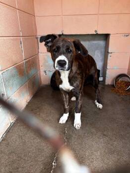 Hound Dogs Available for Adoption in Gautier, Mississippi - Cynthia | PetCurious