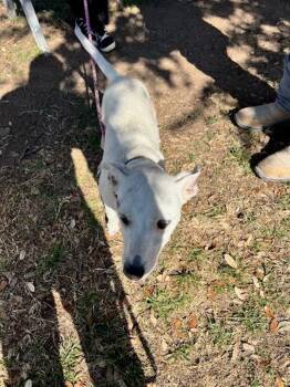 Australian Kelpie Dogs Available for Adoption - Marilyn | PetCurious