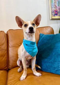 Tipper Tater Bunny Eared Cutie -  Chihuahua and Dachshund Dog for Adoption in Friendswood, Texas - Tipper Tater Bunny Eared Cutie | PetCurious