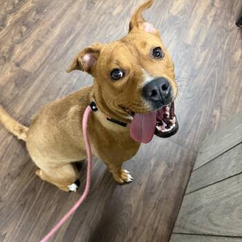 Nicolle -  Boxer Dog for Adoption in Albemarle, North Carolina - Nicolle | PetCurious