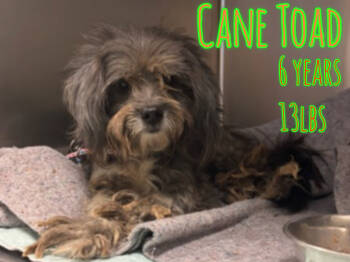 Rescue Terrier Dogs for Adoption in Holbrook, New York - CANE TOAD | PetCurious