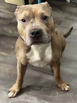 Pit Bull Terrier Dogs Available for Adoption - Marvel | PetCurious