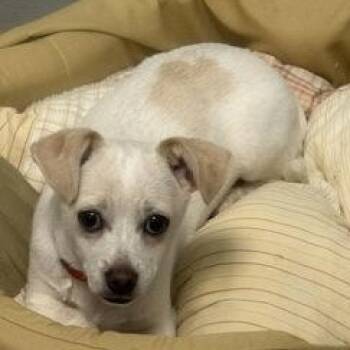 Chihuahua Dogs Available for Adoption in Reisterstown, Maryland - Bert | PetCurious