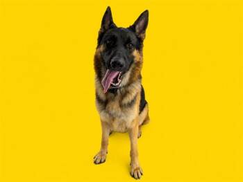 NINO -  German Shepherd Dog Dog for Adoption in Doral, Florida - NINO | PetCurious